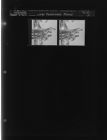 Large Rattlesnake found (2 Negatives) (August 9, 1963) [Sleeve 24, Folder c, Box 30]